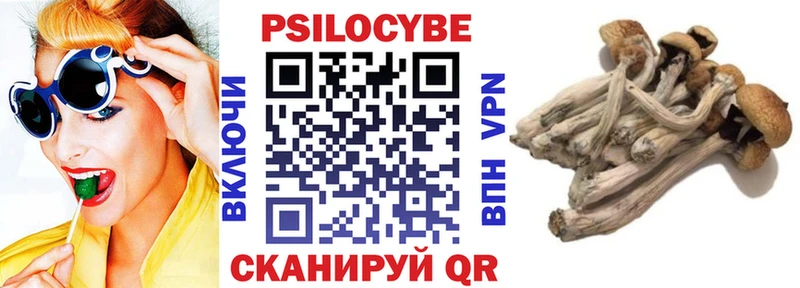 Купить закладки Сальск Псилоцибиновые грибы мицелий
